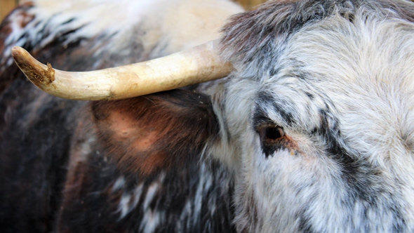1st Choice Animals, close up of bull